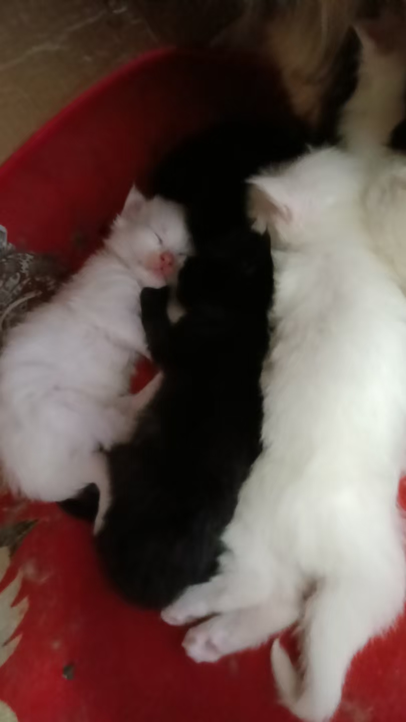 俄系纯种缅因猫，预售